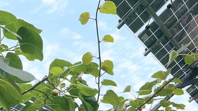 ������̳���ٷ�(�й�)